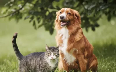 ¿Se llevan como perro y gato? Mito o realidad sobre su convivencia