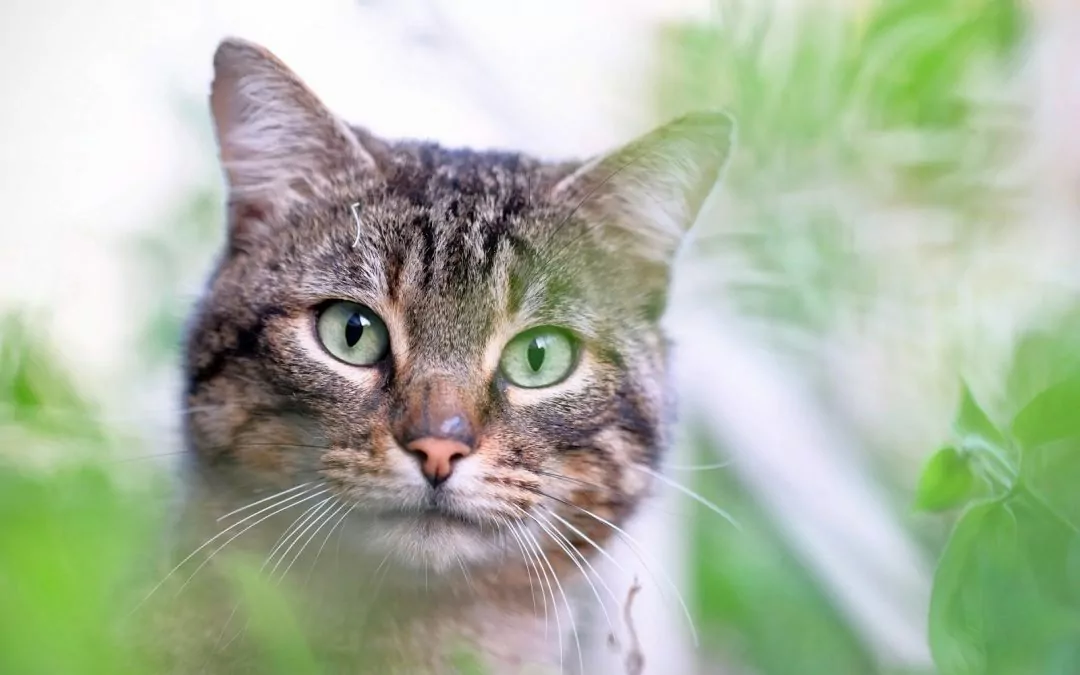 Plantas tóxicas para gatos: La curiosidad puede poner en peligro a tu mascota