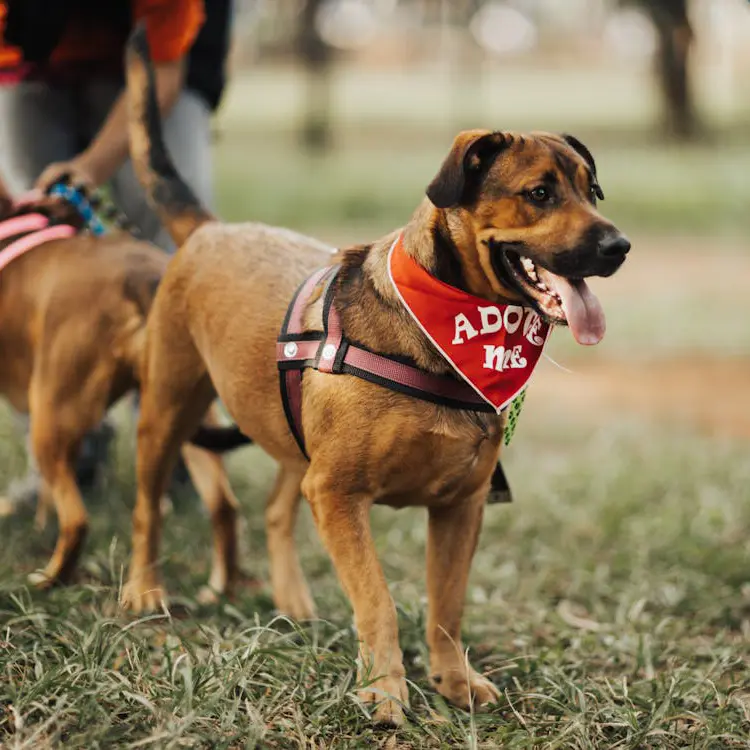 Eventos_Perro_Adoptame_02