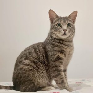 Boomer, el gato gris atigrado lleno de ternura