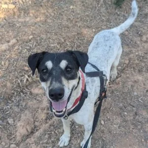 Finn perro en adopción: tímido y desconfiado