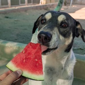 Finn perro en adopción: historia de superación