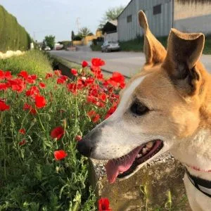 Frida perra en adopción: Es una compañera increíble