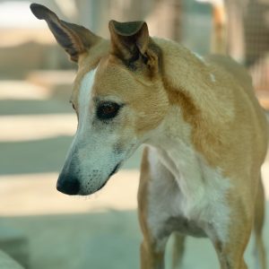 Frida perra en adopción: Es una compañera increíble