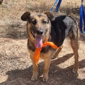 Jaisa perra en adopción: una compañera noble