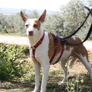 Lia en adopción: perra tímida y especial