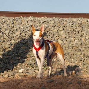 Lia en adopción: perra tímida y especial