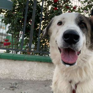 Perra en adopción: Maja tranquila y dócil