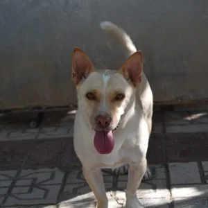 Perra podenco en adopción: Naiara independiente y equilibrada