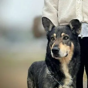 Lobito, el mestizo que busca aventuras