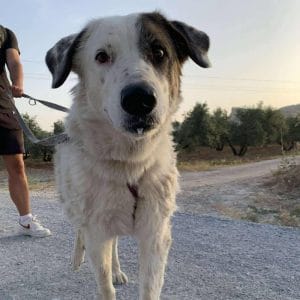 Maja, la mestiza equilibrada y dulce