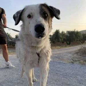 Perra en adopción: Maja tranquila y dócil