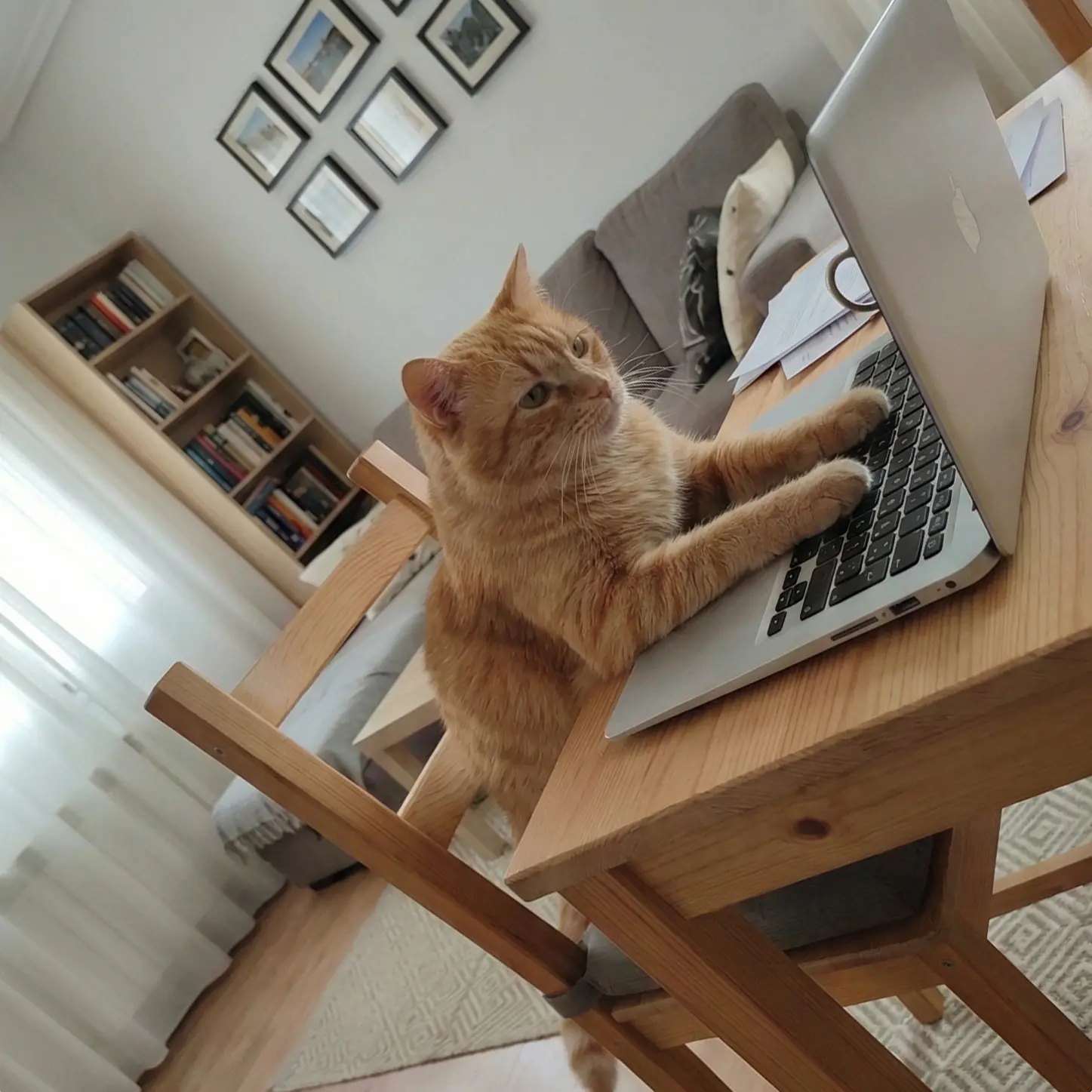 Contactanos_Gato_Leoncito_escribiendo_un_correo electronico