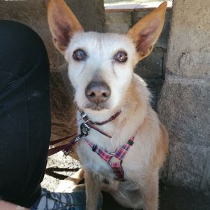 Guinda, la perrita que aprendió a confiar de nuevo