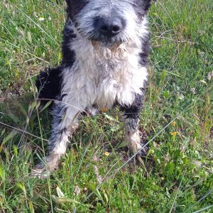 Kisco un joven perro alegre que por fin merece una vida feliz