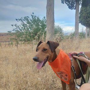 Nata, la perrita que transforma el cariño en alegría