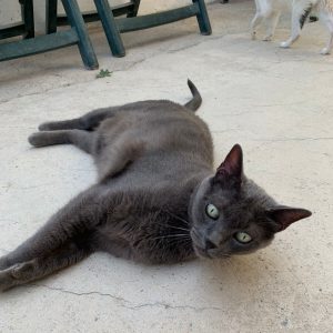 Puma, gata senior en adopción responsable