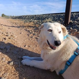Rita perra en adopción: noble y cariñosa