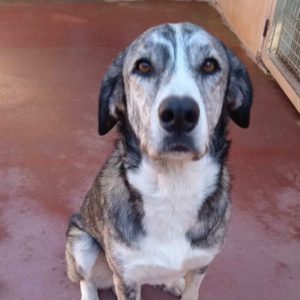 Vesta perra mestiza necesita un hogar tranquilo