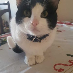 Capitán, gato activo y cariñoso en adopción