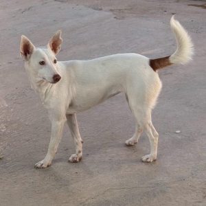 Ceci, perra podenco en adopción responsable