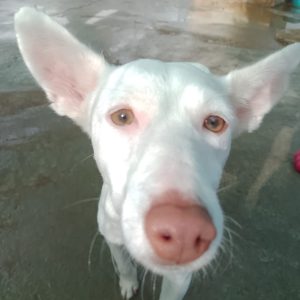 Ceci perra mestiza joven y activa