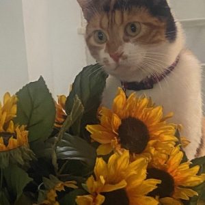 Kira, gata cariñosa y activa en adopción