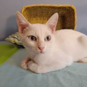 Kiwi, gato joven cariñoso y juguetón en adopción