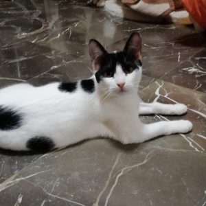 Luna, gata sociable y cariñosa en adopción