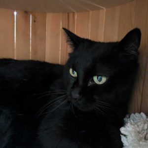 Sombra, gata mayor tranquila y cariñosa en adopción