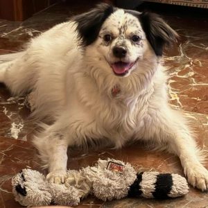 Cosco perro mestizo: en adopción con carácter noble