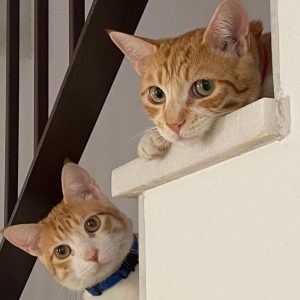 Finki y Yino gatos adultos inseparables y sociables