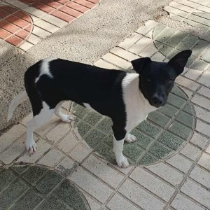 Fuga perra mestiza joven y activa