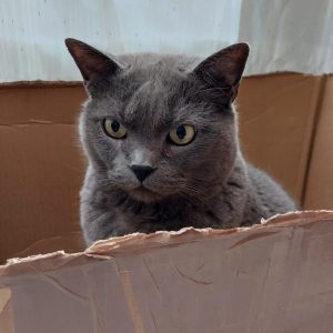 Humo gato senior tranquilo y cariñoso