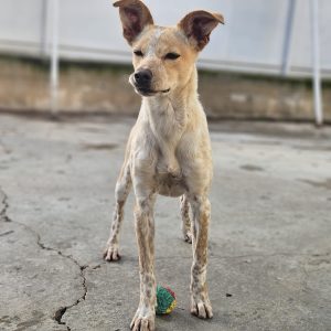 Nívar perrita joven tímida y sensible
