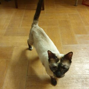 Siam en adopción: gata tranquila y muy especial