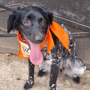 Sky perra joven sociable y cariñosa