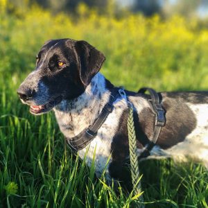 Chona perra mestiza grande cariñosa y sociable en adopción responsable