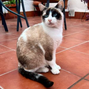 Julieta gata común europea cariñosa y tranquila