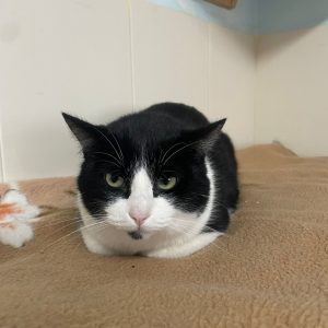 Kiko gato común europeo tranquilo y noble