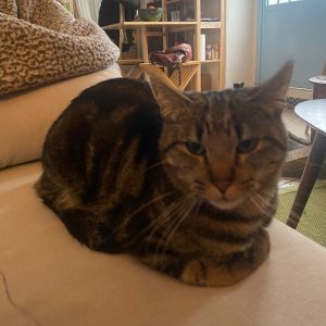 Noah gato común europeo juguetón y curioso