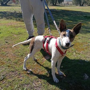 Roca perra alegre y activa ideal para familias en adopción responsable