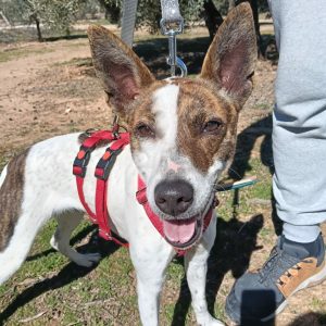 Roca perra alegre y activa ideal para familias en adopción responsable