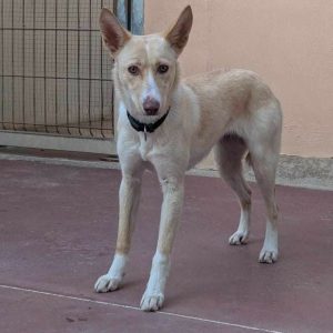 Rubia perra tímida y dulce en busca de un hogar paciente