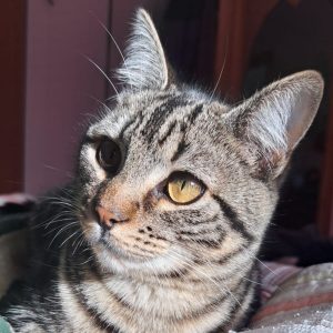 Smelly gato común europeo joven sociable y juguetón