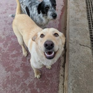 Yoli perrita joven y alegre en adopción responsable