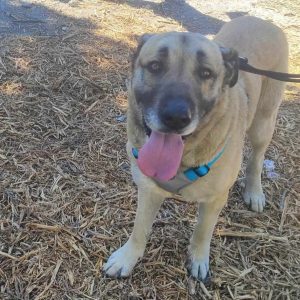 Perra en adopción: Cora tranquila y cariñosa