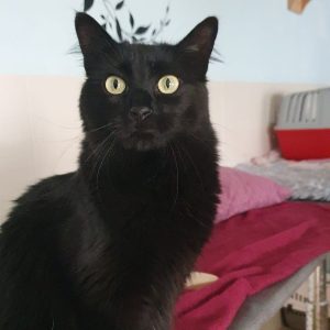 Gata en adopción: Kirilla y Bambi en adopción conjunta