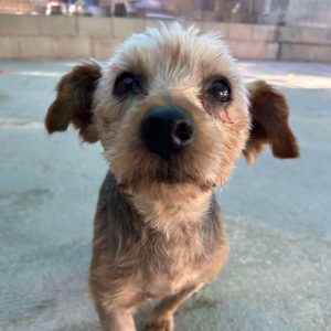 Perro pequeño en adopción: Boni, cariñoso y juguetón
