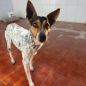Perro en adopción: Cody noble y sociable en busca de familia